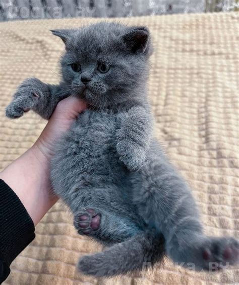 DOSKA.by Кошки, котята - Британская короткошерстная Британские плюшевые ...