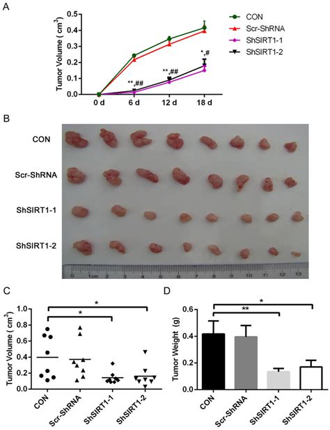 Sirt1 Knockdown Using Sirt1 Shrna Results In Lower Tumorigenicity In