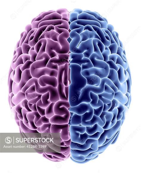 Human Brain Computer Artwork Top View Showing The Two Cerebral