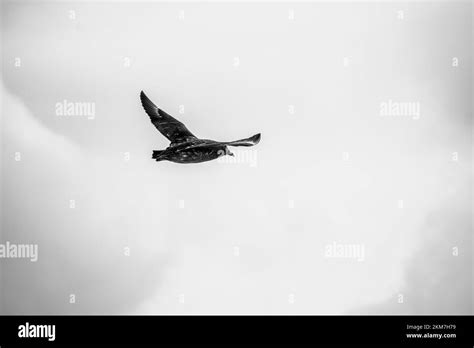 A Brown skua bird flying in Antarctica, against a snowing sky Stock ...