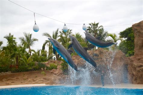 Premium Photo | Dolphins in zoo