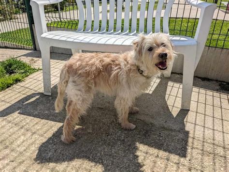 Adoption de Akou qcn réservé Indéfinie chien chien croise région