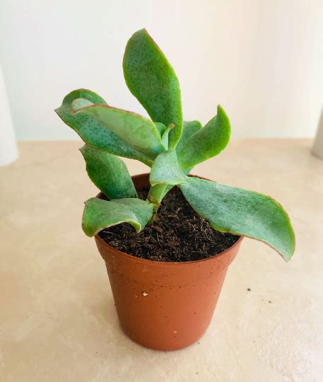 Crassula Aborescens Blue Waves Cassandras Plants