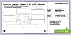 African Elephant Ears Worksheet Worksheet Teacher Made