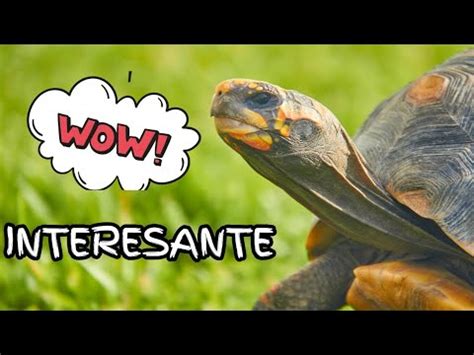 17 CURIOSIDADES De Las TORTUGAS TERRESTRES 2021 YouTube