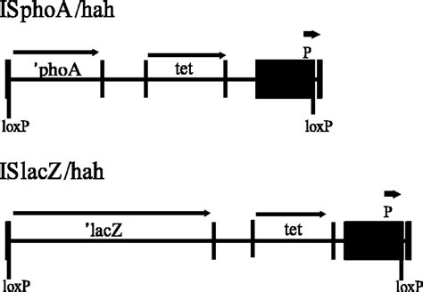 Comprehensive Transposon Mutant Library Of Pseudomonas Aeruginosa PNAS