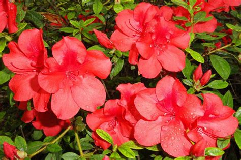 Add Color To Your Landscape Azaleas Nc Cooperative Extension