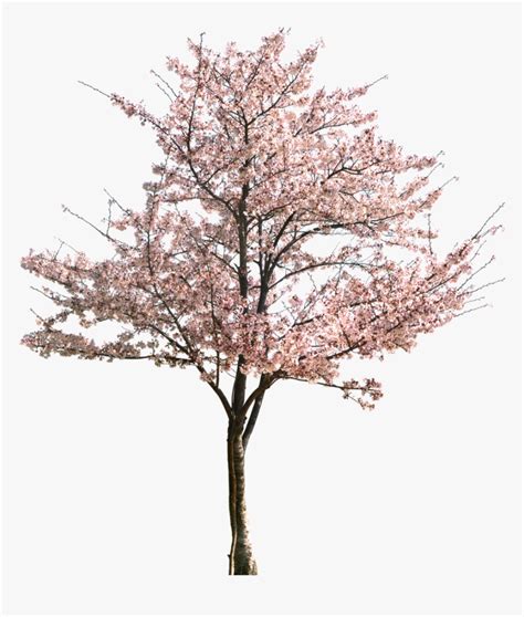 Clip Art Apricot Tree In Bloom Plum Blossom Tree Png Transparent Png