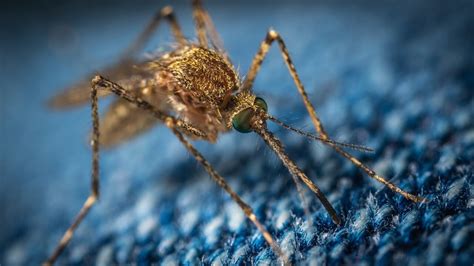 Invasive Mosquito Species Could Bring More Malaria To Africa S Urban Areas