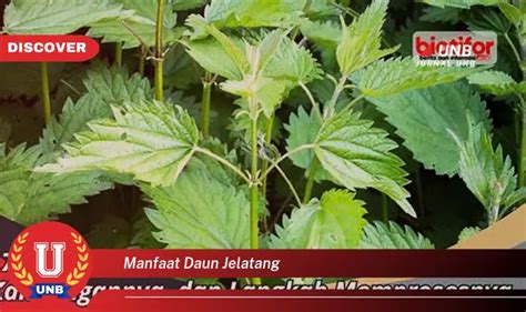 Temukan 6 Manfaat Daun Jelatang Yang Bikin Kamu Penasaran