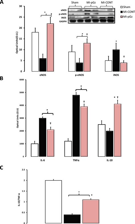 Pgz Increases Enos Signaling And Il 10 Expression Whereas It Reduces Download Scientific