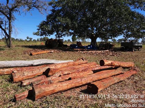 Pma Autua Arrendat Rio Em R Mil Por Derrubada De Rvores Para