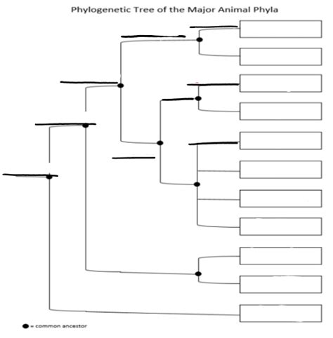 Phylogenetic Tree Practicum Diagram Quizlet