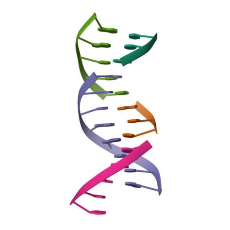 Rcsb Pdb 8g4g Crystal Engineering With One 8 Mer Dna