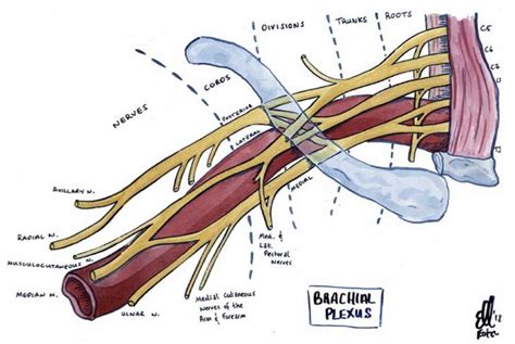 Ultrasound-Guided Infraclavicular Brachial Plexus Block : WFSA - Resources