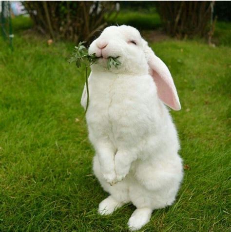 Pin Op Spring Love Schattige Dieren Dieren Fotos Konijn