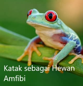 Apa Itu Hewan Amfibi? Disertai Dengan Contoh-contoh Hewan Amfibi - Kita Punya