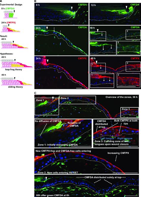 Capturing The Spatial Dynamics Of The Eet By Applying A Fluorescent