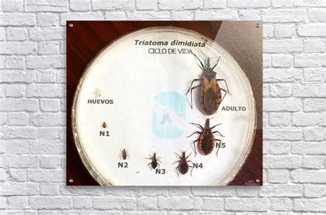 Triatoma Dimidiata Life Cycle Creative Endeavors Steven Oscherwitz