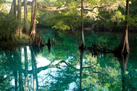 Florida Cypress Swamp Stock Photos Pictures And Royalty Free Images Istock