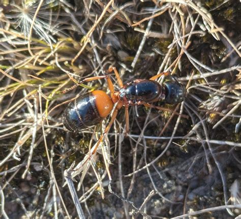 Banded Sugar Ant From Staughton Vale Vic Australia On February