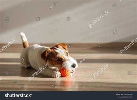 Wire Haired Jack Russell Terrier Puppy Stock Photo 2085247306