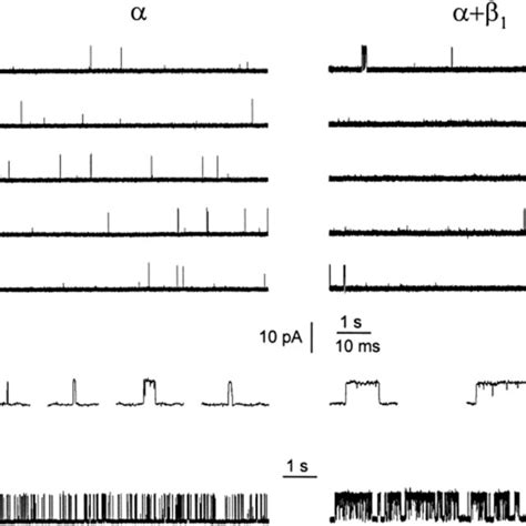 The β1 subunit alters the single channel gating kinetics in both the