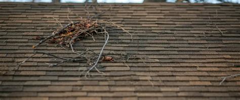 5 Fall Roof Maintenance Tips For Homeowners Howard And Sons Inc Roof