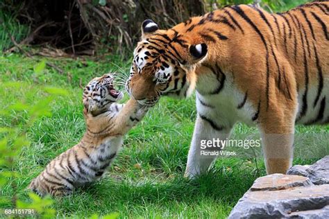 Baby Tigers Playing Photos and Premium High Res Pictures - Getty Images