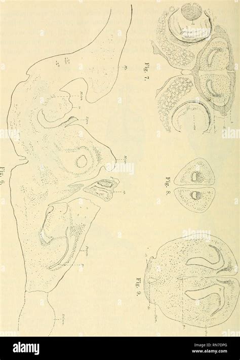 Anatomischer Anzeiger Anatomy Comparative Anatomy Comparative 6b6 Fig 6 Brain Of