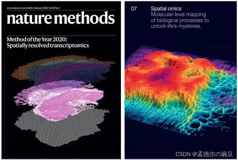 空间转录组分析实战0前言 空间转录组每个spot的gene数一般是多少 CSDN博客