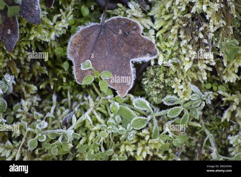 Frozen Autumn Leaves Stock Photo Alamy