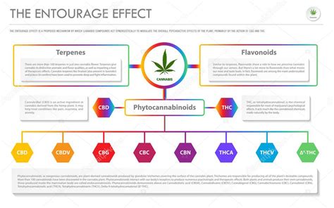 La Infograf A De Negocios Horizontal Entourage Effect Ilustra El