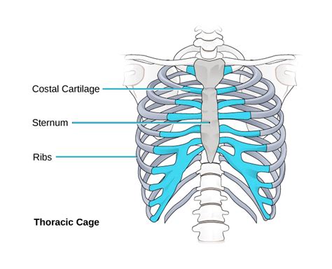 What is sternum pain: Sternal pain – different causes