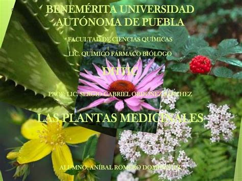 Plantas Medicinales Ppt