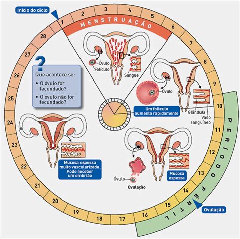 Controlo Hormonal At Emaze Presentation