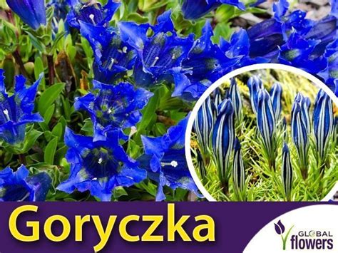 Goryczka Mieszanka Gentiana Sp G Nasiona Sklep Ogrodniczy