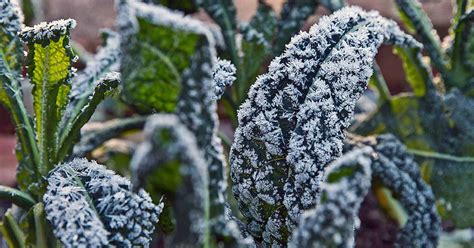 Best Kale For Cold Weather And Chilly Climates Gardeners Path