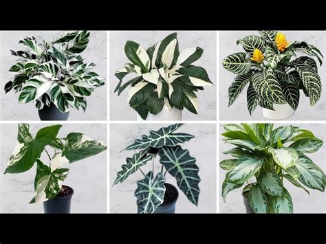 Types Of Indoor Plants Green