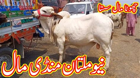 Today Multan Mandi Latest Update 21 August 2023 New Multan Cow Mandi