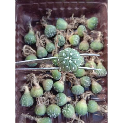 Jual Kaktus Astro Astrophytum Asterias Astro V Type X Superkabuto