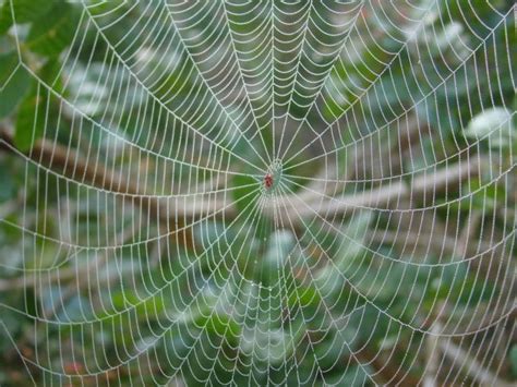 Spider Silk 101: What's It Made Of And How Strong Is It?