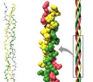 Cueronet Estructura Del Col Geno