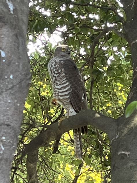 Collared Sparrowhawk From Hope St Preston VIC AU On September 13