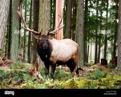 Roosevelt Elk