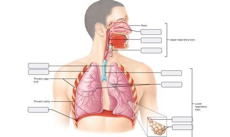 A&P II Ch. 21 Respiratory System Diagram | Quizlet