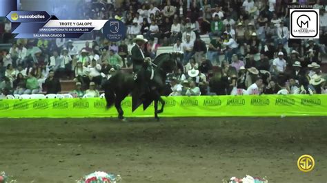 Xxxvii Exposicion Equina Grado B Dia Salamina Caldas Paso Fino