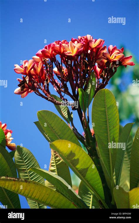 Champa flower tree hi-res stock photography and images - Alamy