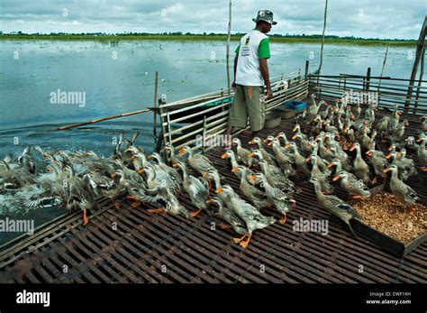 Traditional Duck Farm Stock Photo - Alamy