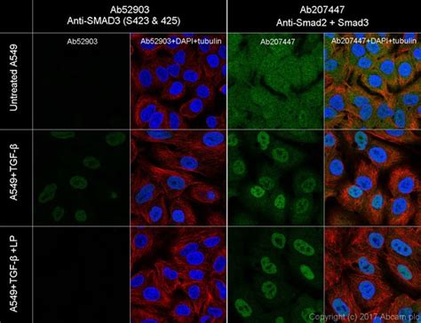 Smad Ep Y Smad Ab Abcam